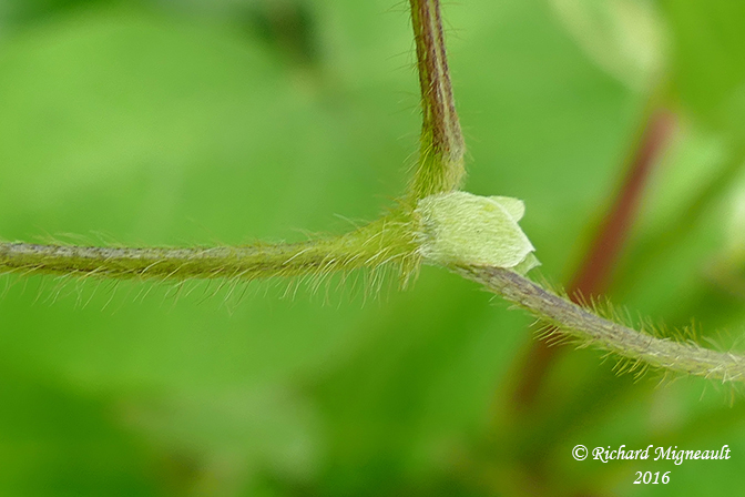 Amphicarpe bractole - Hog-peanut - Amphicarpa bracteata 5 m16