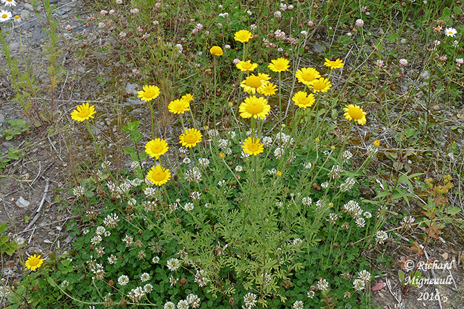 Camomille des teinturiers - Yellow camomile - Anthemis tinctoria 1 m16