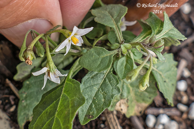 Morelle noire - Black nightshade - Solanum nigrum 1 m16