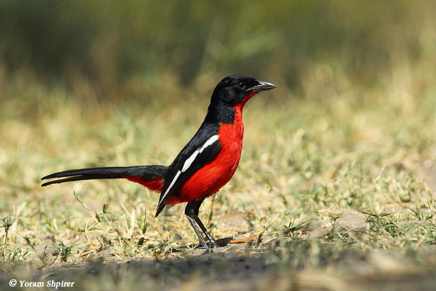 CRIMSON-BREASTED SHRIKE  _48D0301Cpb.jpg