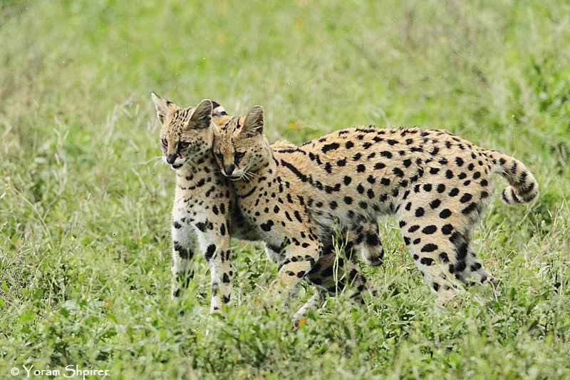 _48D0361pb SERVAL NDUTU TANZANIA 