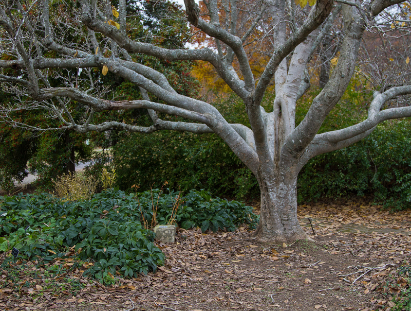 Bernheim Forest