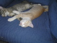 KittenAvatar.jpg