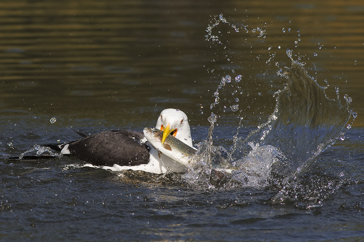 Great Black-backed Gull