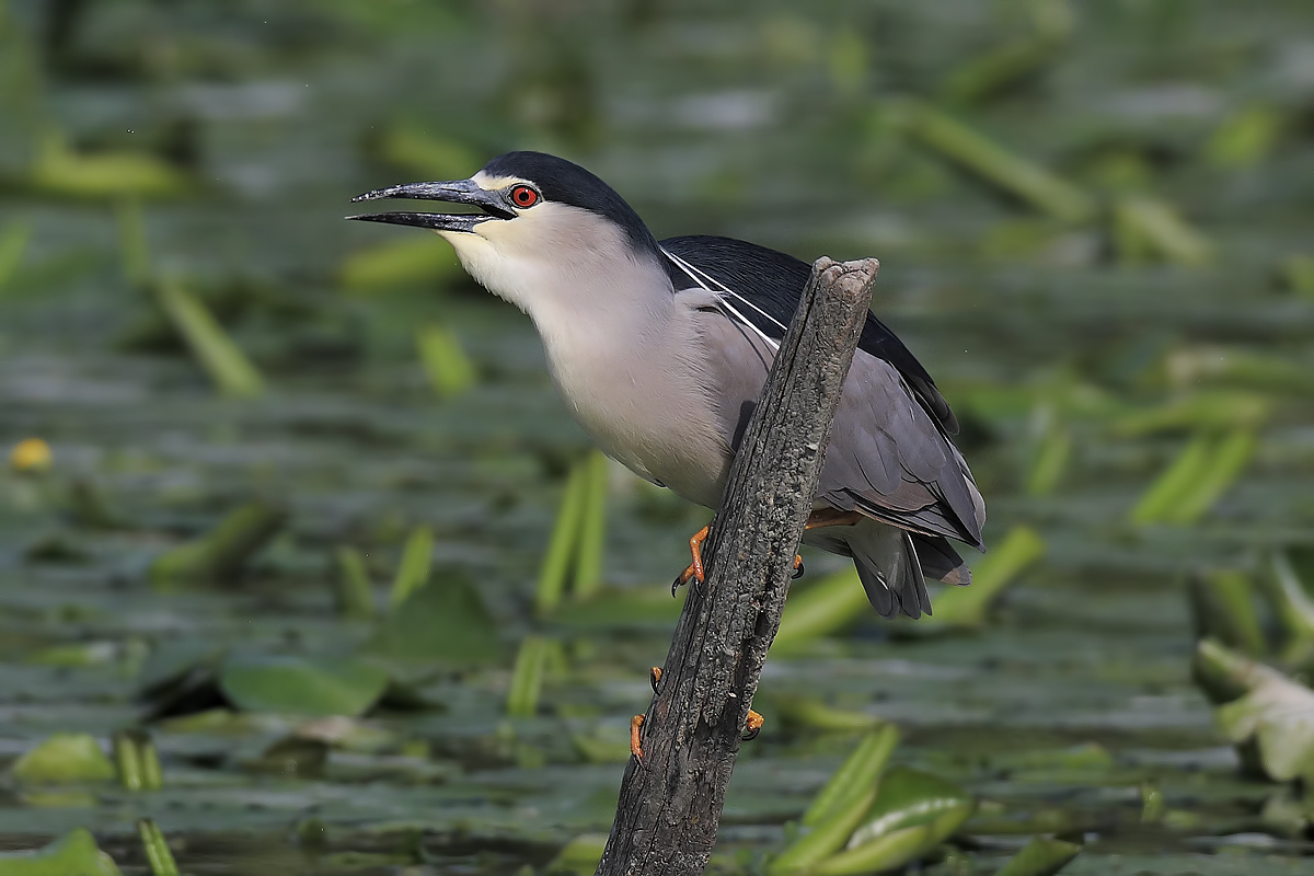 Black-crowned Night Heron