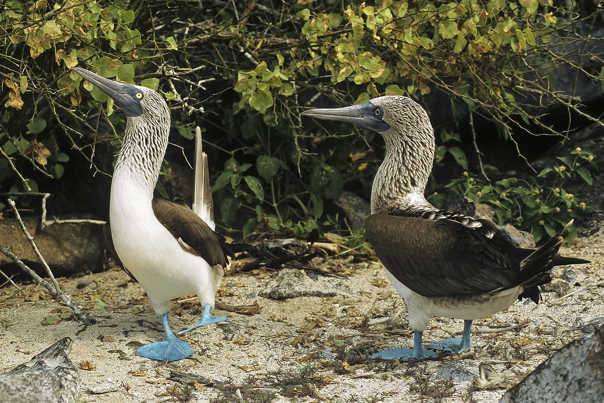 Blue Footed Boobies