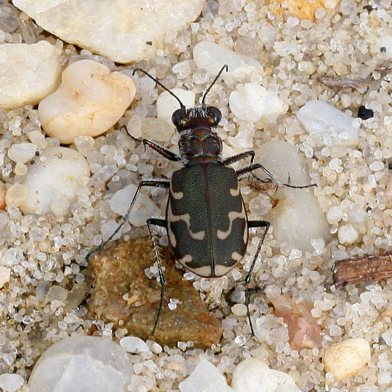 Common Shore Tiger Beetle