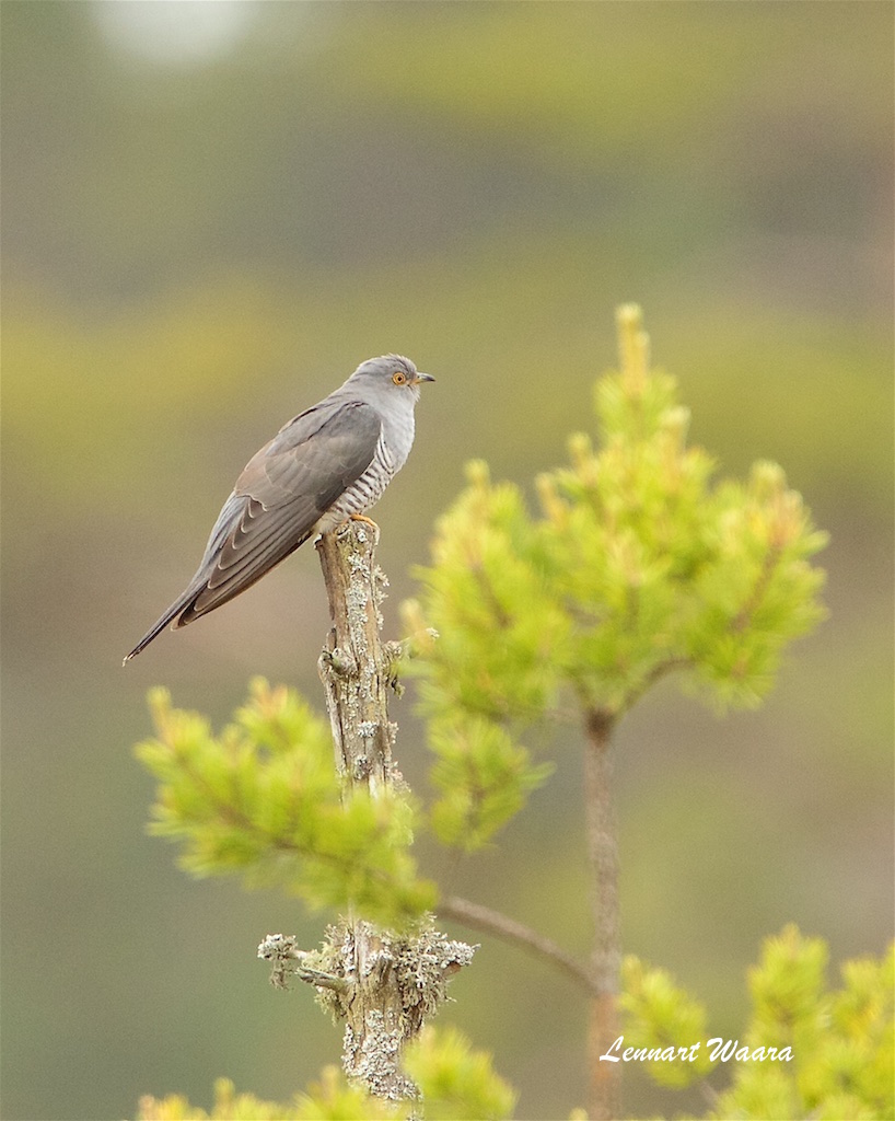 Common Cuckoo/Gk