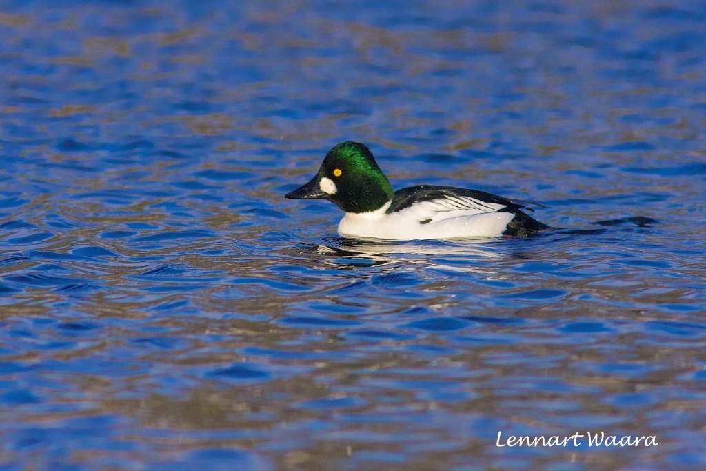 Common Goldeneye/Knipa/male