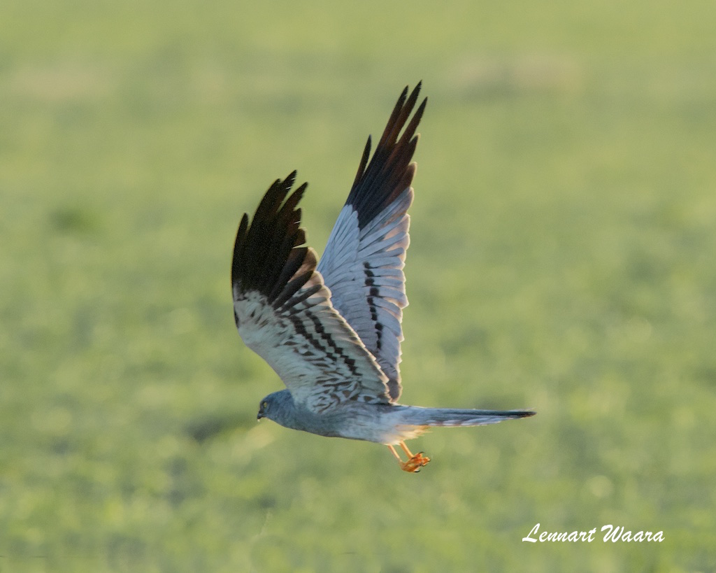 Montagues Harrier/ngshk/male