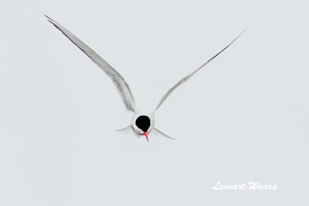 Arctic tern/Silvertrna
