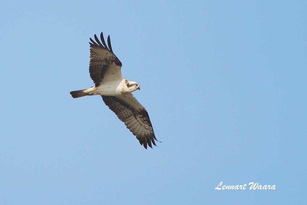 Osprey/fiskgjuse