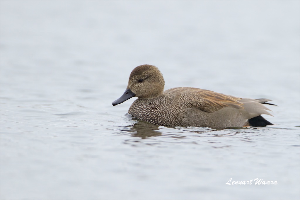 Snatterand hane / Gadwall male