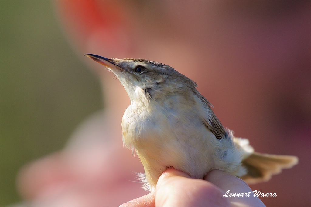 Fltsngare / Paddyfield Warbler