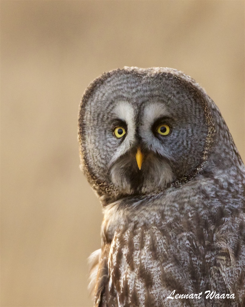 Lappuggla / Great grey owl