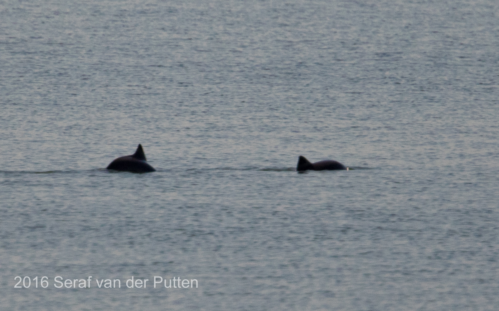 Bruinvis; Harbour Porpoise