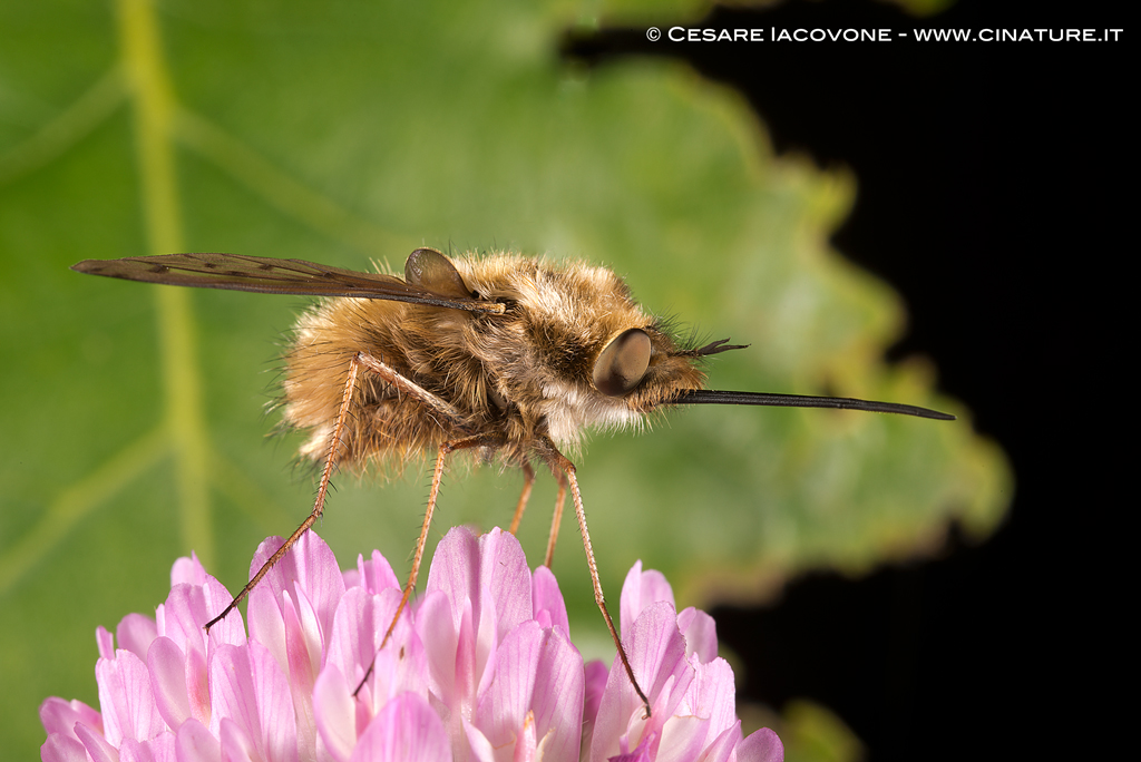 Bombilidae