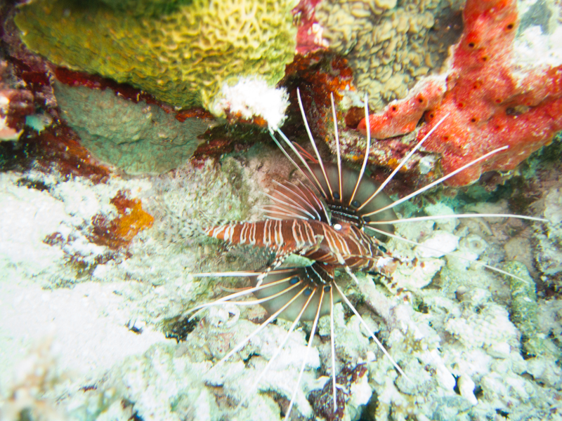 Maldives underwater-2360.jpg