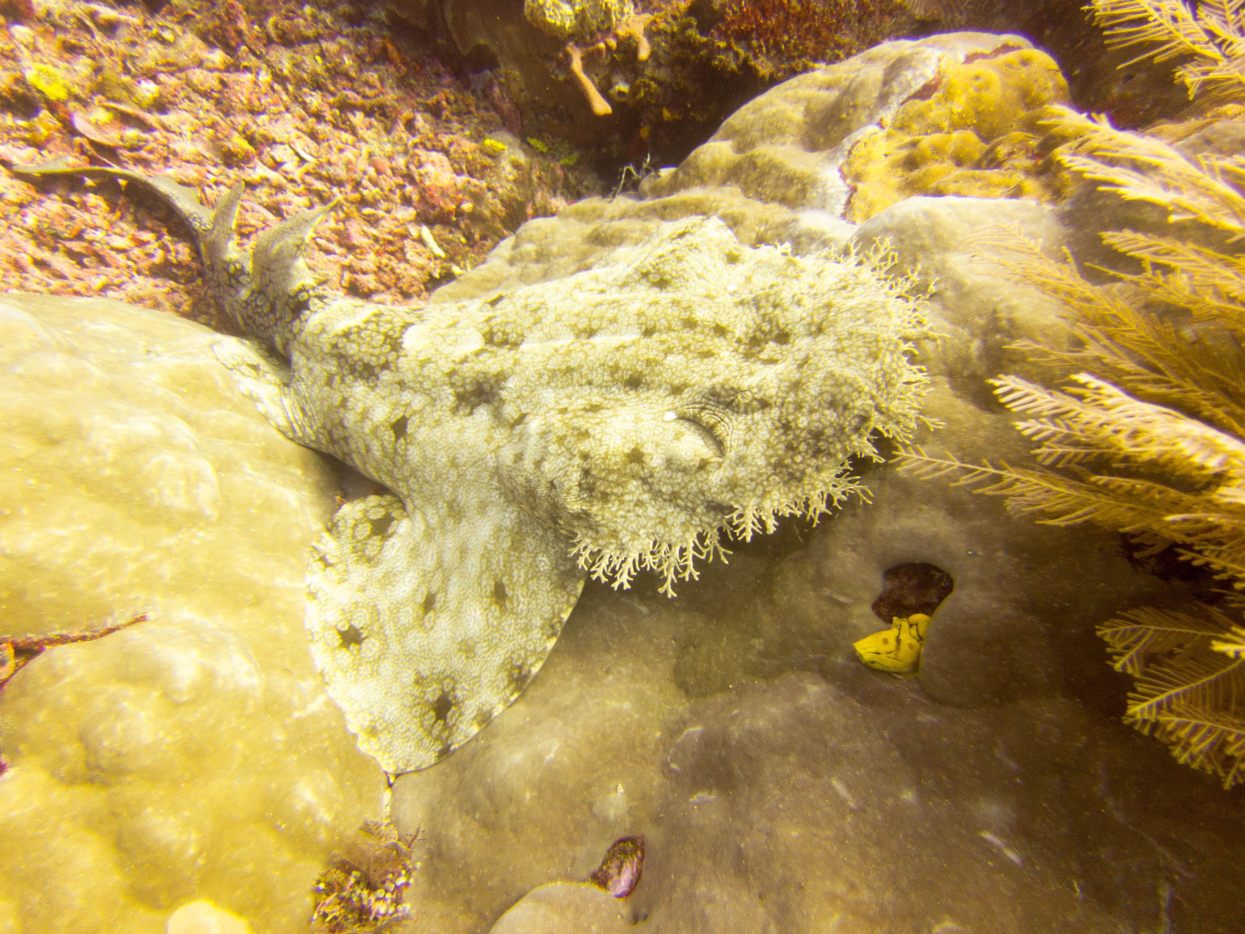 Raja Ampat underwater-3955.jpg
