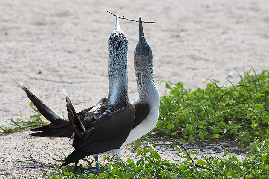 Fou  pieds bleus