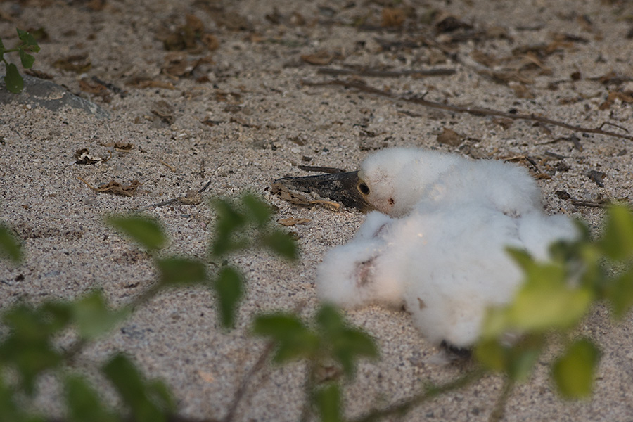 Fou  pieds bleus (poussin)