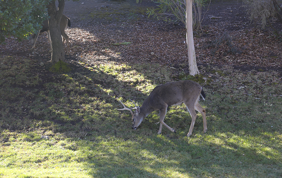 5D3_5268.JPG
