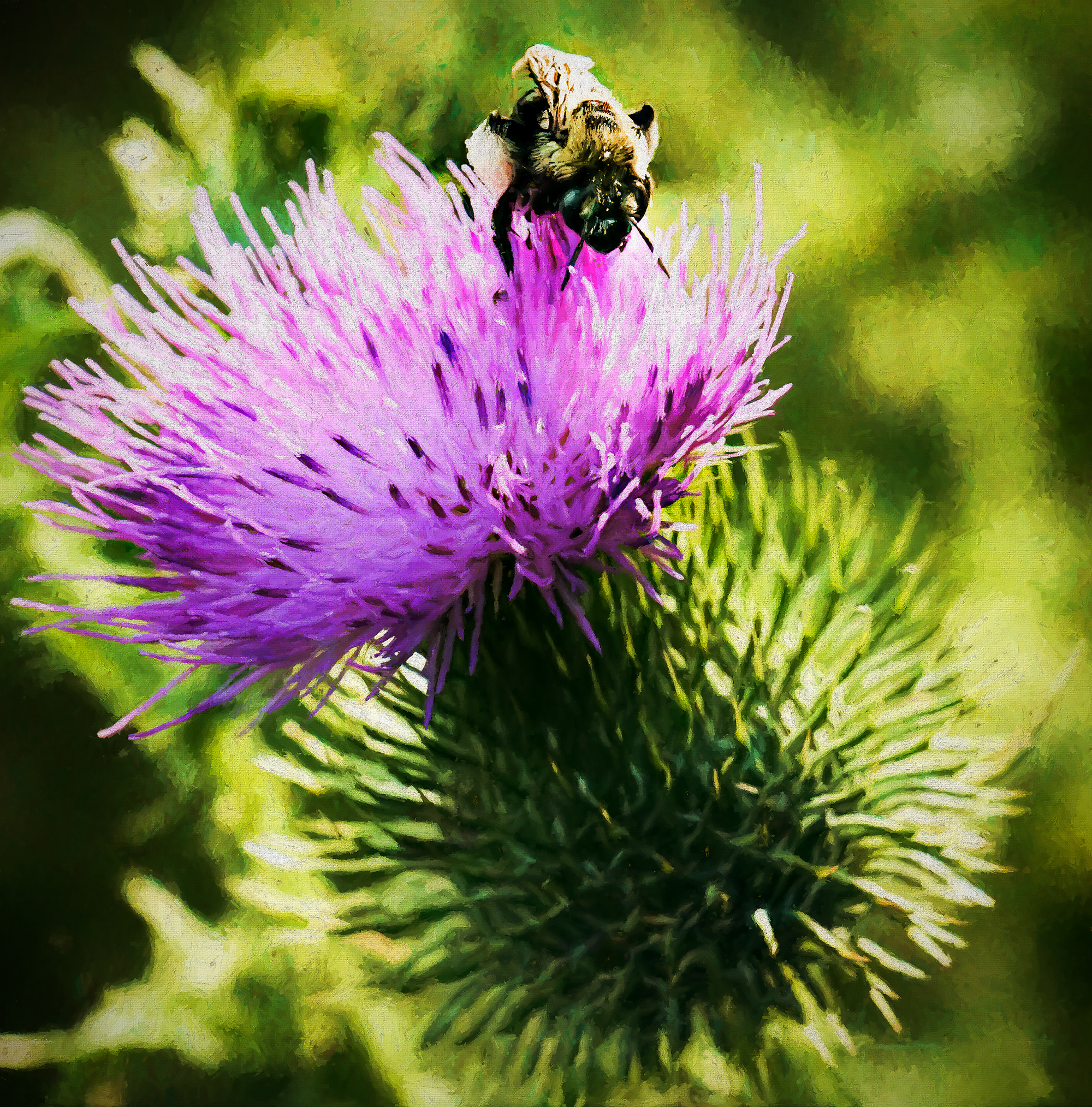 Thistle