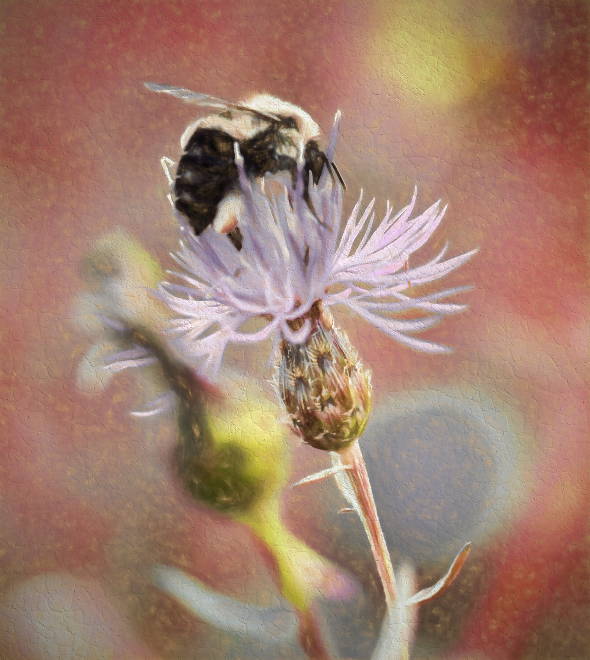 bee thistle 2