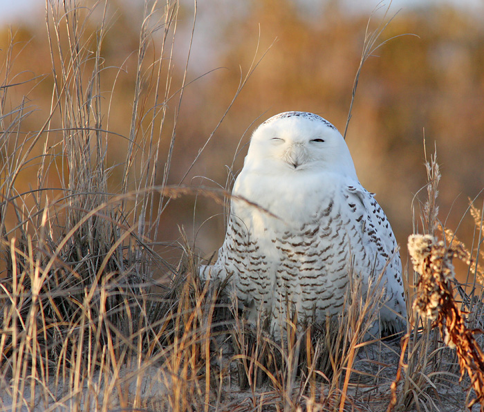 Snowy Owl