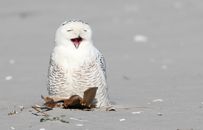 Snowy Owl