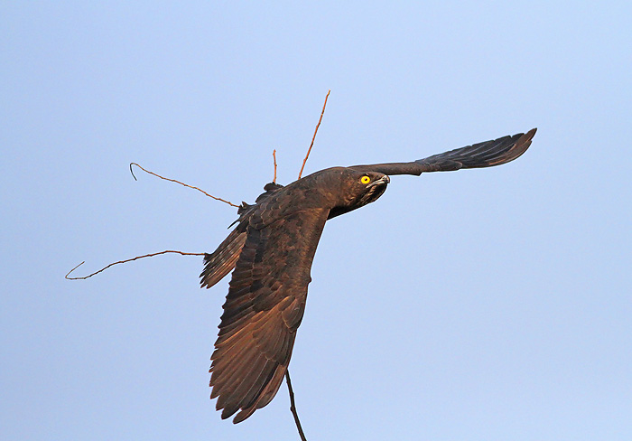 Bat Hawk
