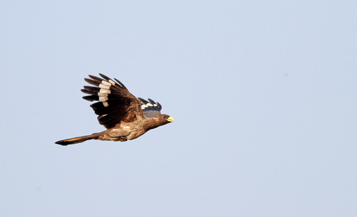 Eastern Grey Plantain-eater