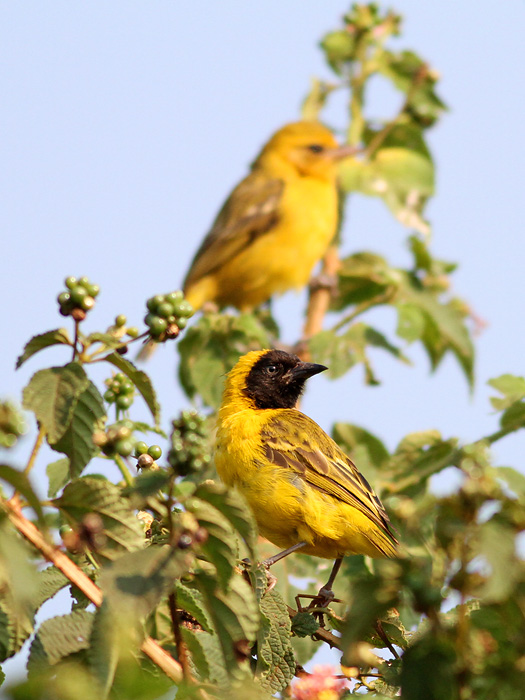weaver
