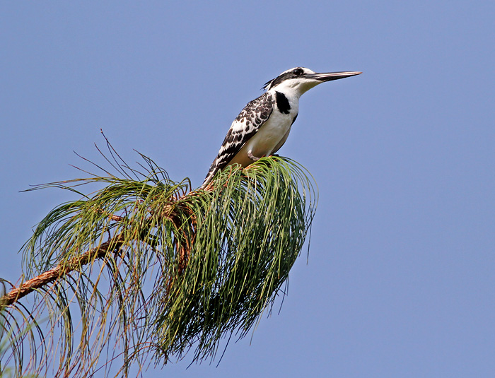 Pied Kingfisher