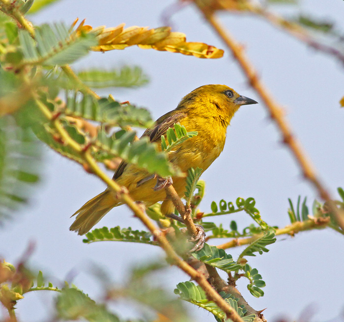 weaver