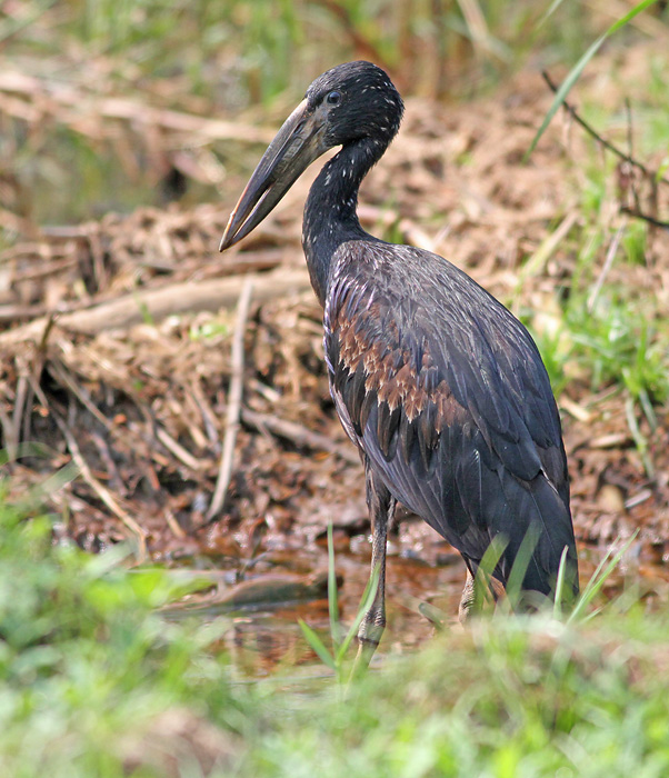 African Open-billed Stork