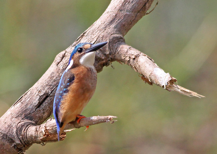 Malachite Kingfisher f
