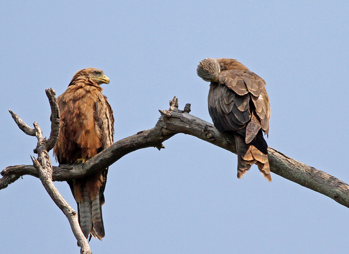 Yellow-billed Kite