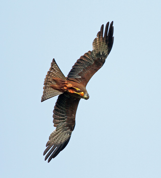 Yellow-billed Kite