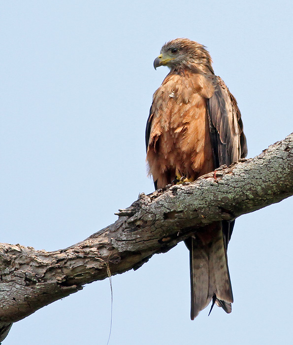 Yellow-billed Kite