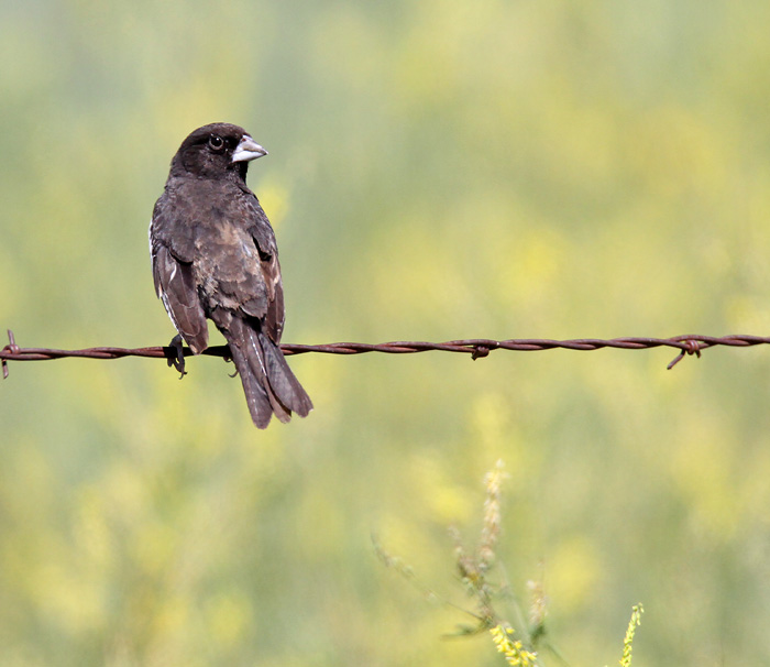 Lark Bunting