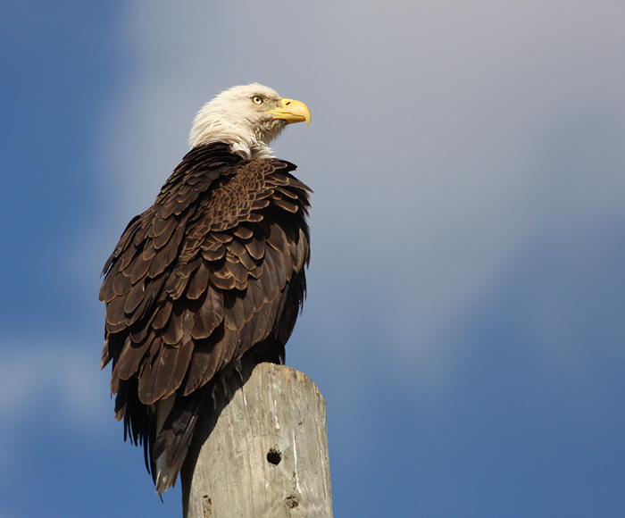 Bald Eagle