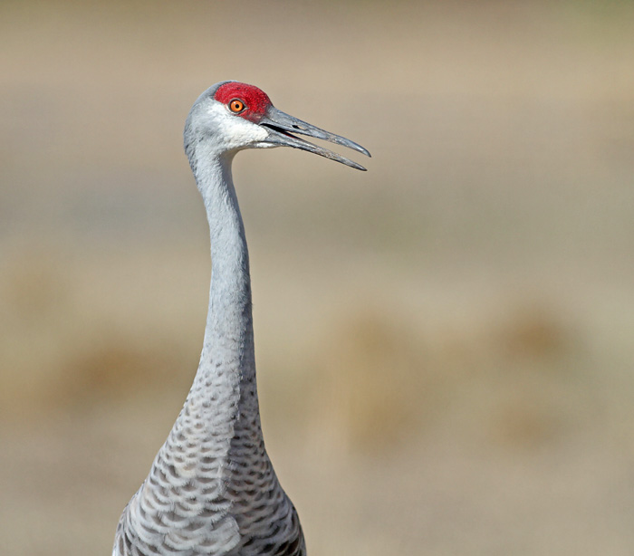 Sandhill Crane 7