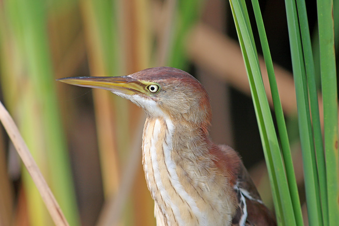 Least Bittern