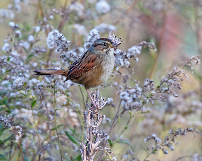 Swamp Sparrow