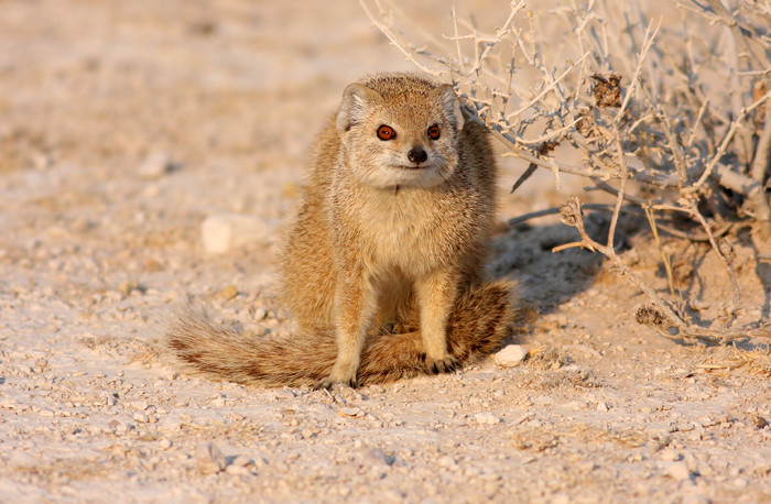 Yellow Mongoose