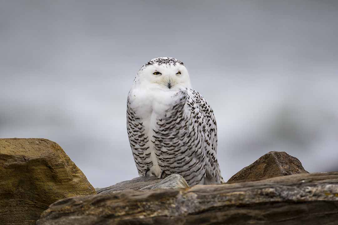 Snowy Owl (Bubo scandiacus), Rye Harbor State Park, Rye,NH