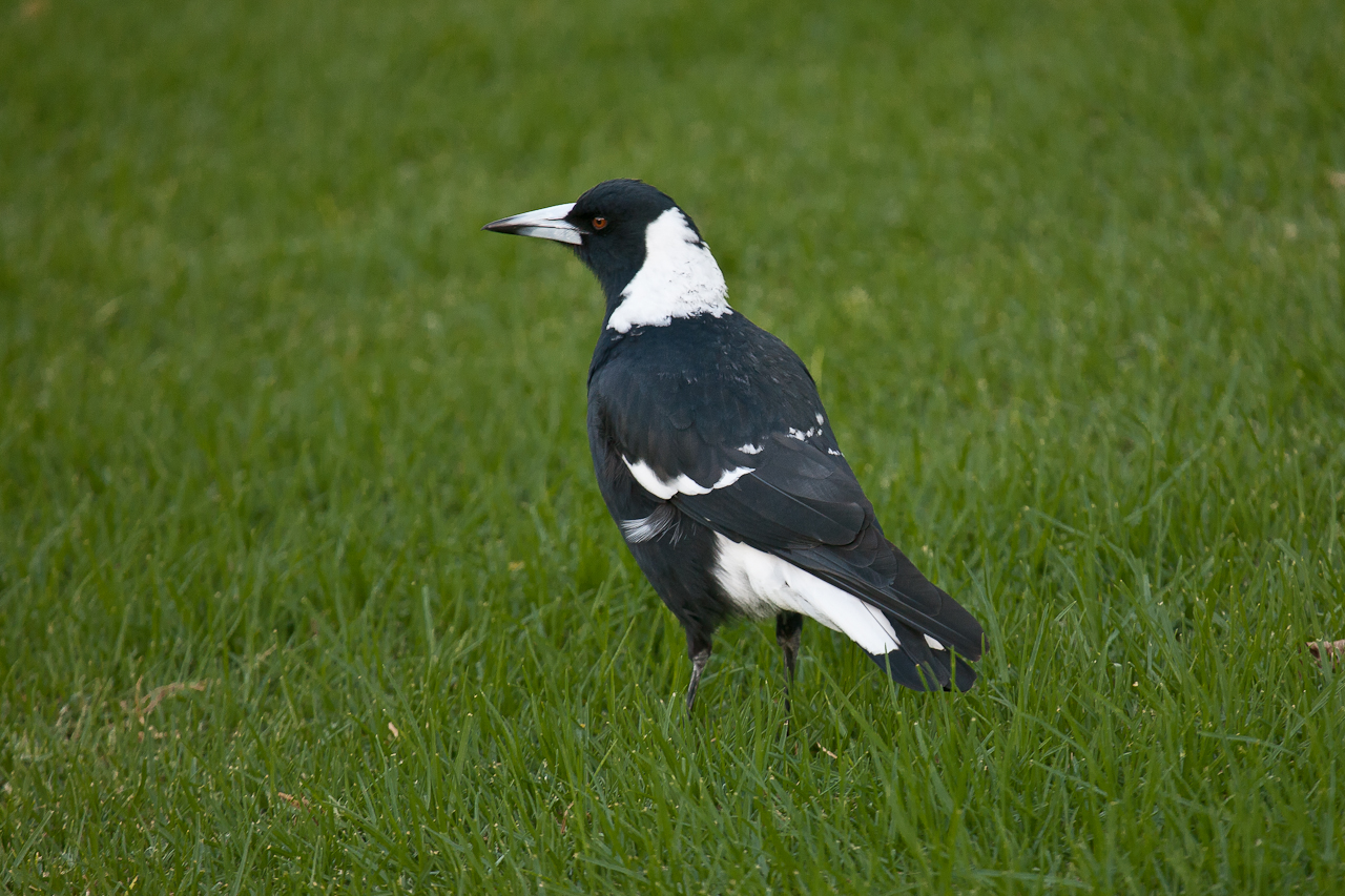 australian magpie