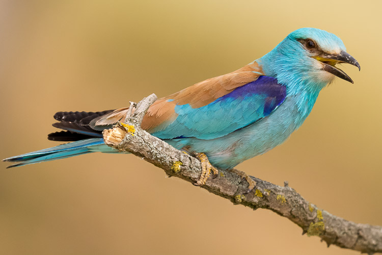 Szalakta - European Roller - Coracius garrulus