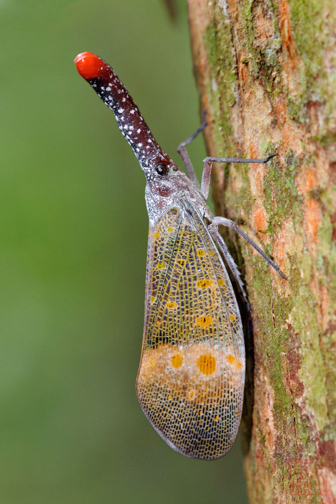 Pyrops pyrorhyncha